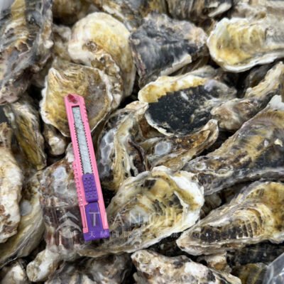 Japanese oysters in shell