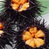 Chilean raw-eating sea urchin