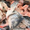 Gilled and Halved Salmon Head