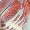 Northern Bluefin Tuna - Otoro