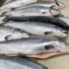 36-8.挪威鮭魚(原料)1 挪威鮭魚(原料)