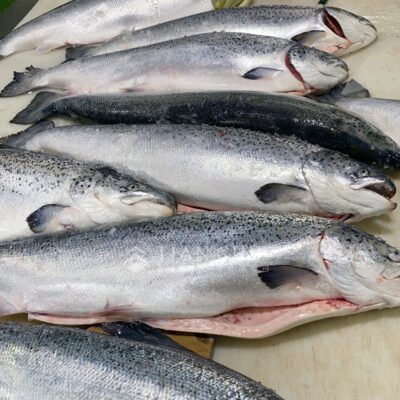 36-8.挪威鮭魚(原料)1 挪威鮭魚(原料)