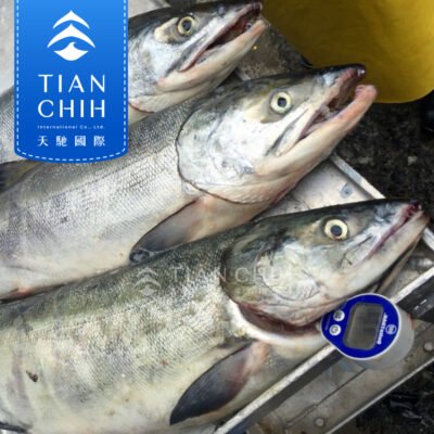 銀鮭魚(原料)