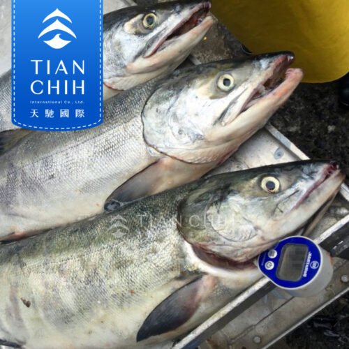 銀鮭魚(原料)