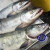 銀鮭魚(原料)